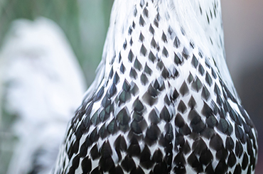  Productos veterinarios para Aves