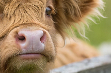  Productos veterinarios para Bovino