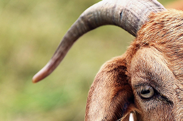  Productos veterinarios para Cabras