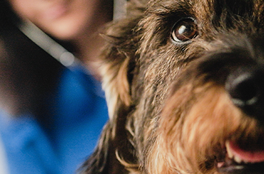  Productos veterinarios para Perros